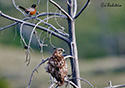 Buteo swainsoni